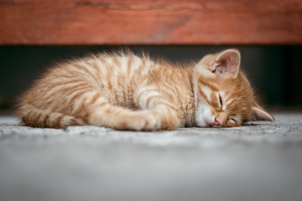 Sleeping orange kitten
