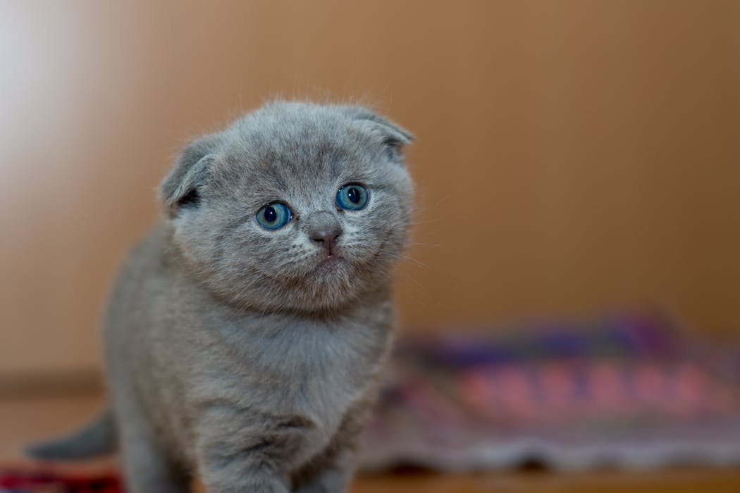 Blue Scottish fold kitten