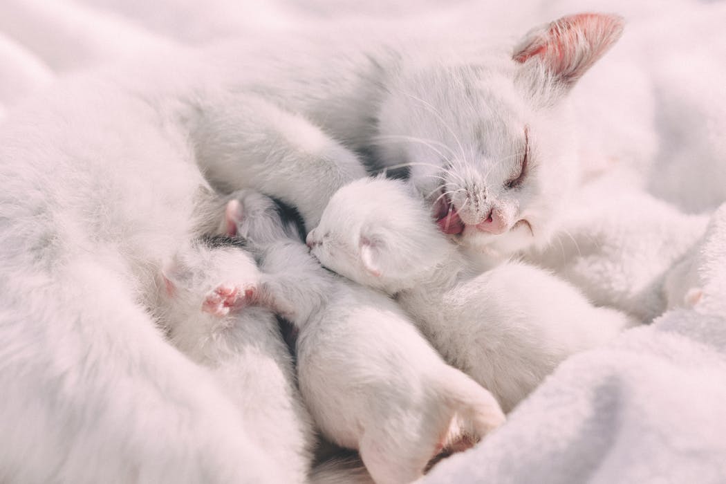 White cat mother nursing her white kittens