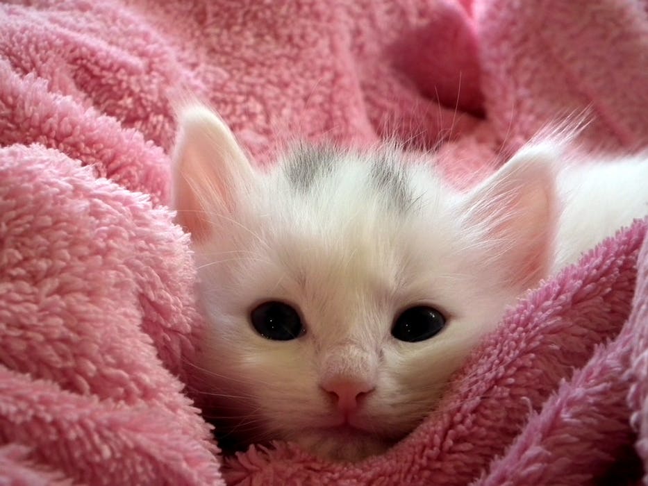 White kitten wrapped in pink blanket